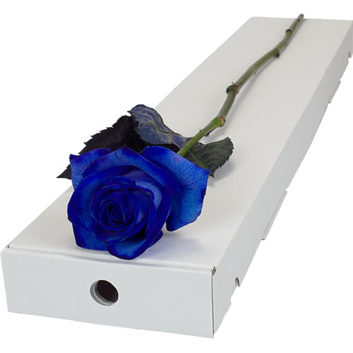 Single Letterbox Happy (Rainbow) Rose AprilFlorist.co.uk