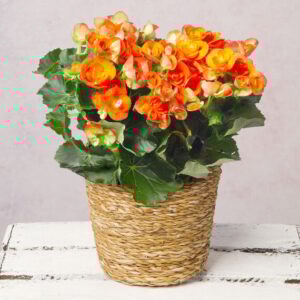 Orange Begonia in Seagrass Pot