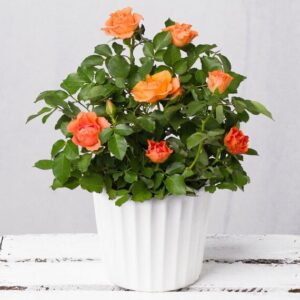 Orange Rose in Reactive Glaze Pot