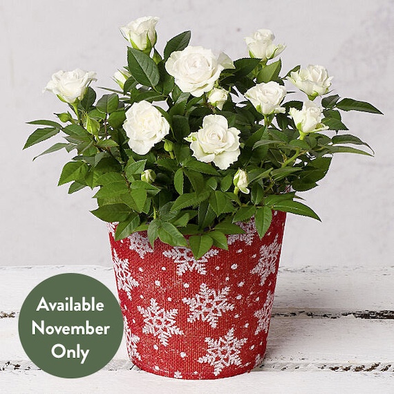 White Rose in Festive Pot - AprilFlorist.co.uk