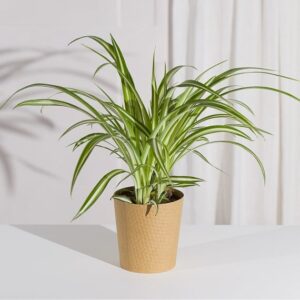 Spider Plant