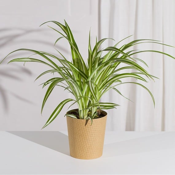 Spider Plant