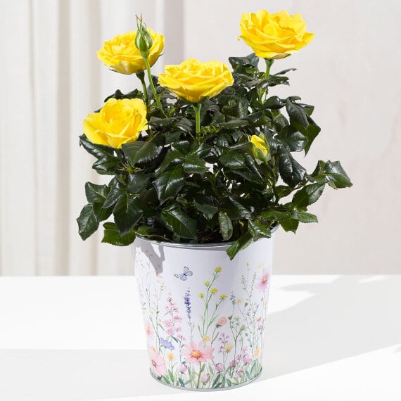 Yellow Rose In Floral Zinc Pot